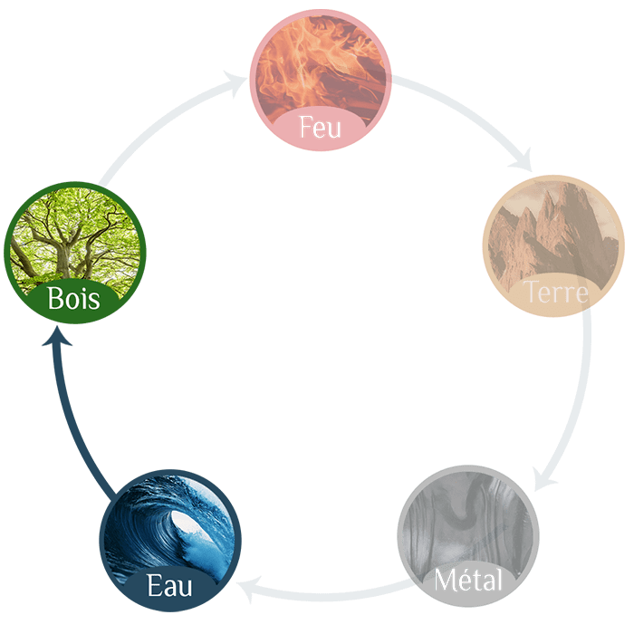 Cycle d'engendrement des 5 éléments dans la tradition chinoise, manque de bois